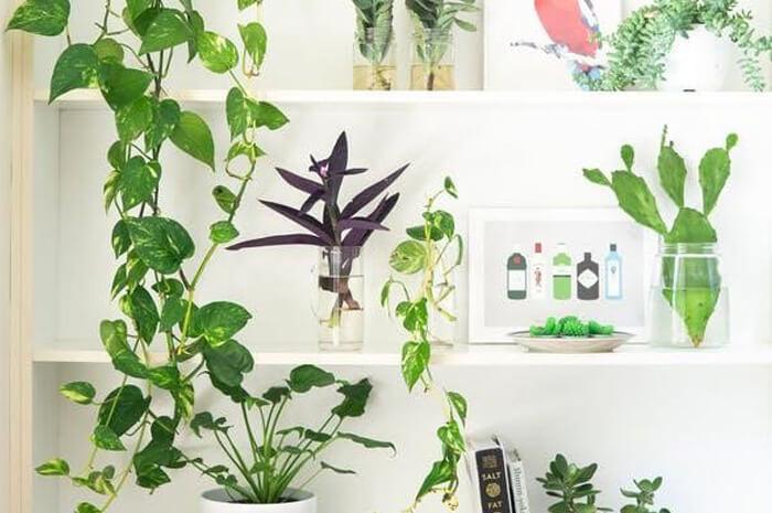 Benefits biophilic design