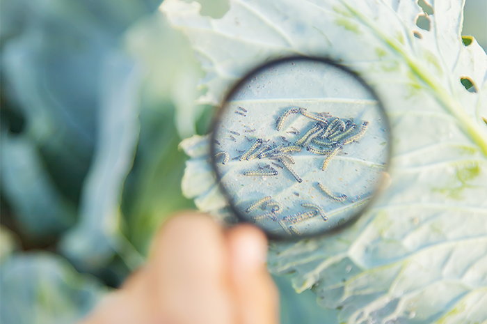 The Curious Case of Biomimicry The Curious Case of Biomimicry